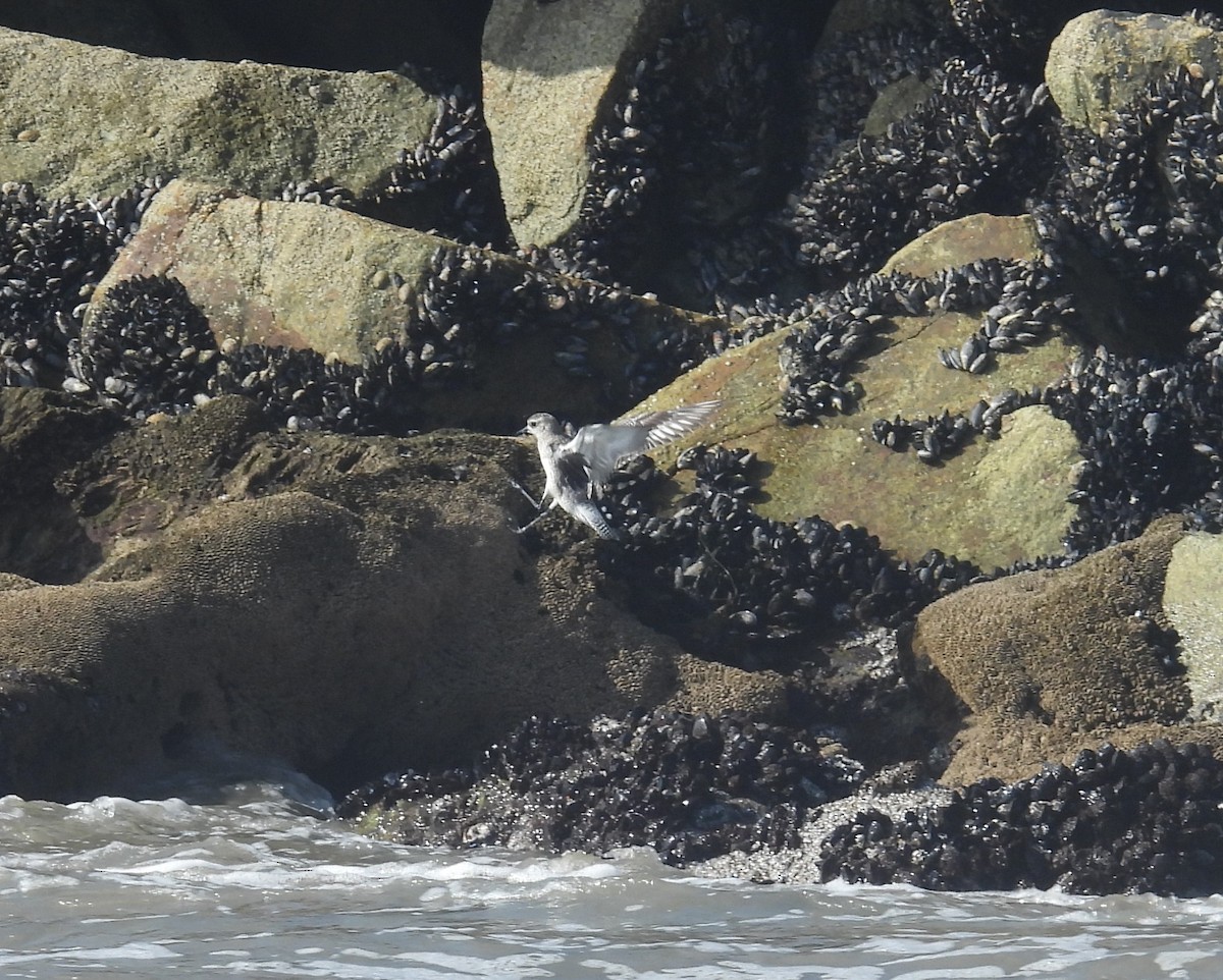 Буурал сүвээ цагаан - ML644620408