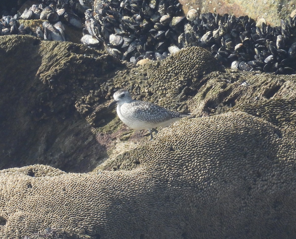 Буурал сүвээ цагаан - ML644620410