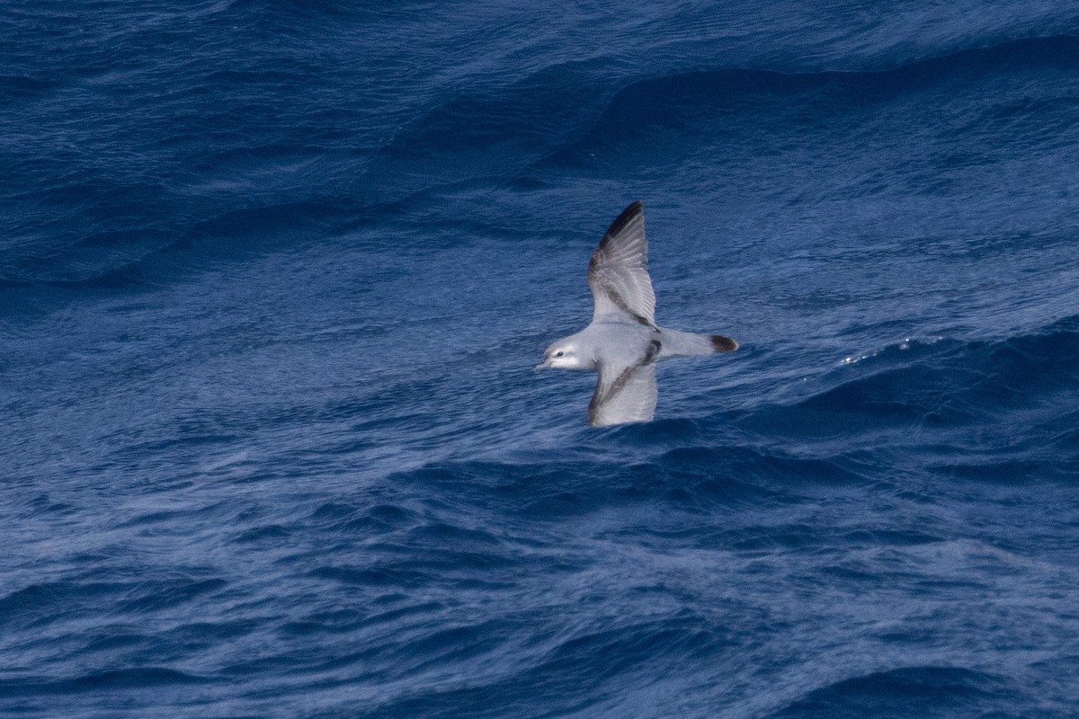 Fairy Prion - ML644620414