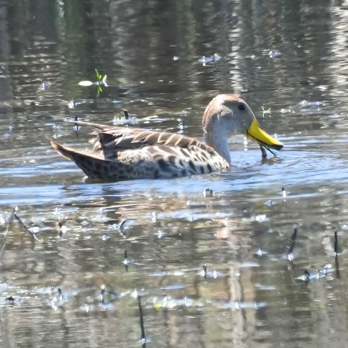 Yellow-billed Pintail - ML644620416
