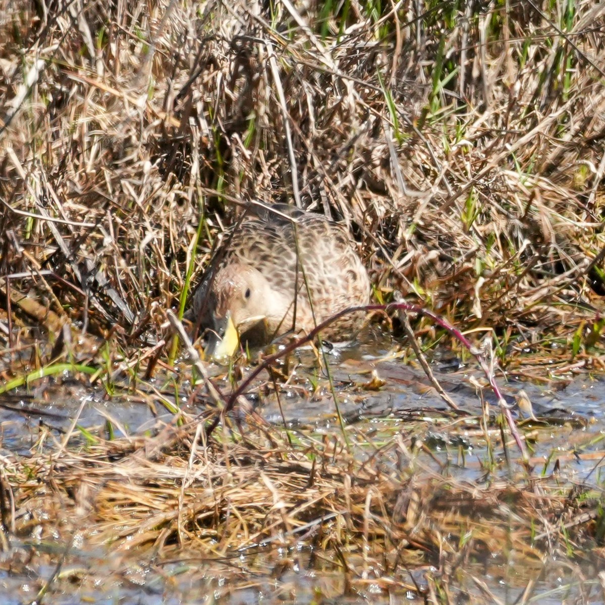 Yellow-billed Pintail - ML644620418