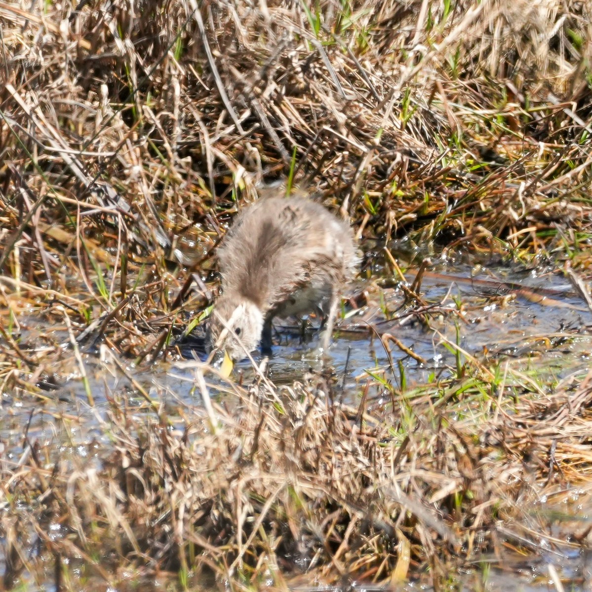 Yellow-billed Pintail - ML644620419