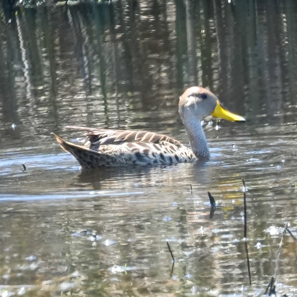 Yellow-billed Pintail - ML644620420