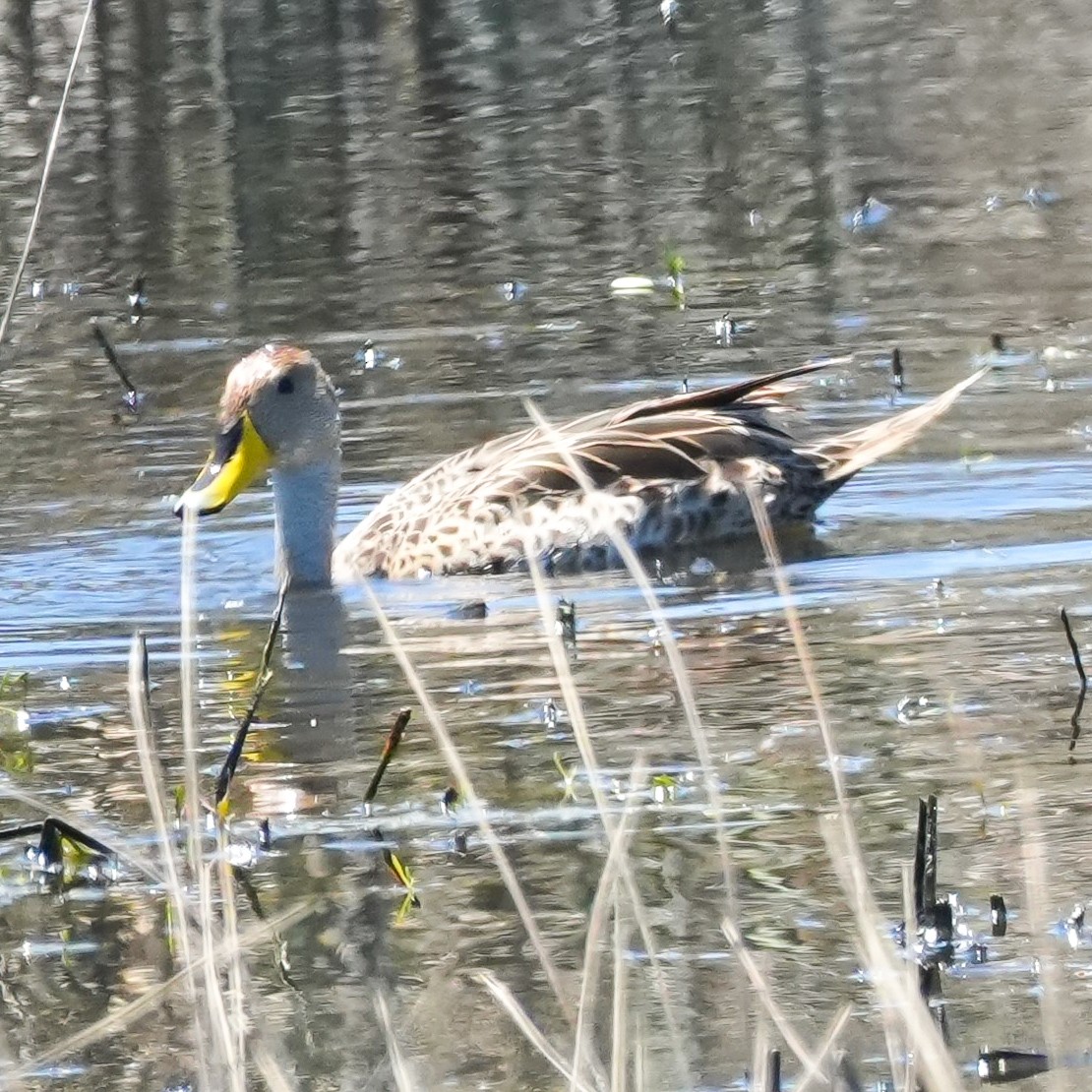 Yellow-billed Pintail - ML644620421