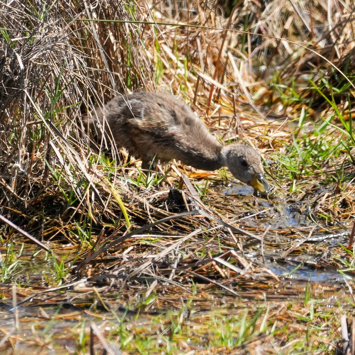 Yellow-billed Pintail - ML644620423
