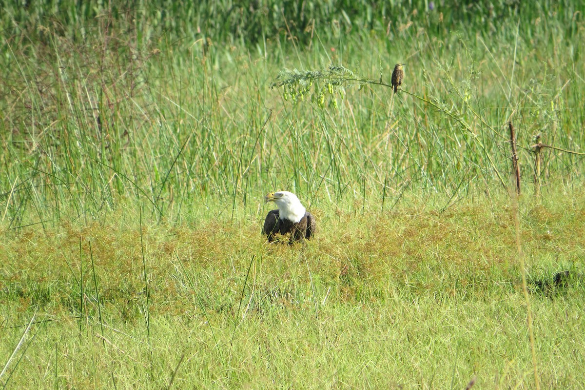 Bald Eagle - ML644620424