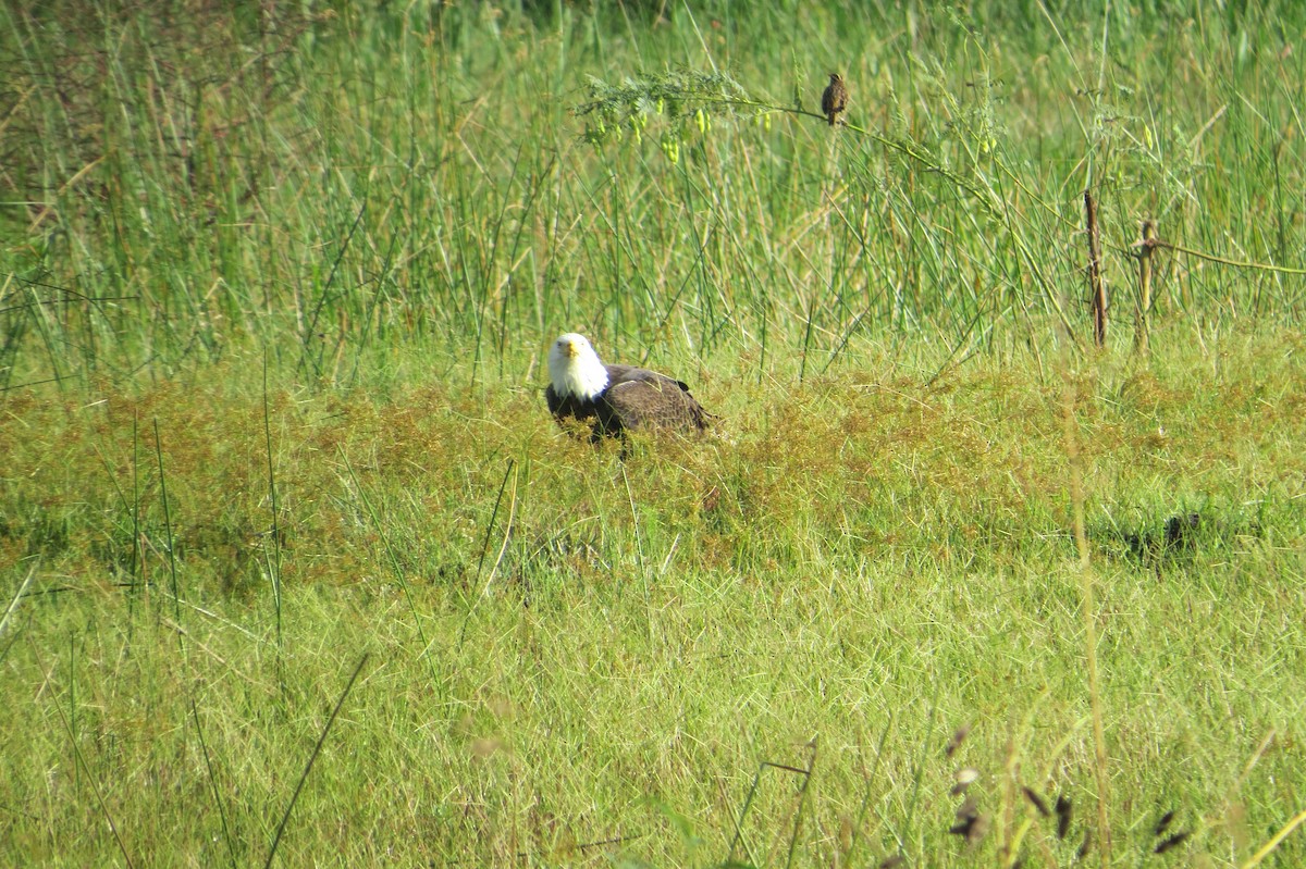Bald Eagle - ML644620425