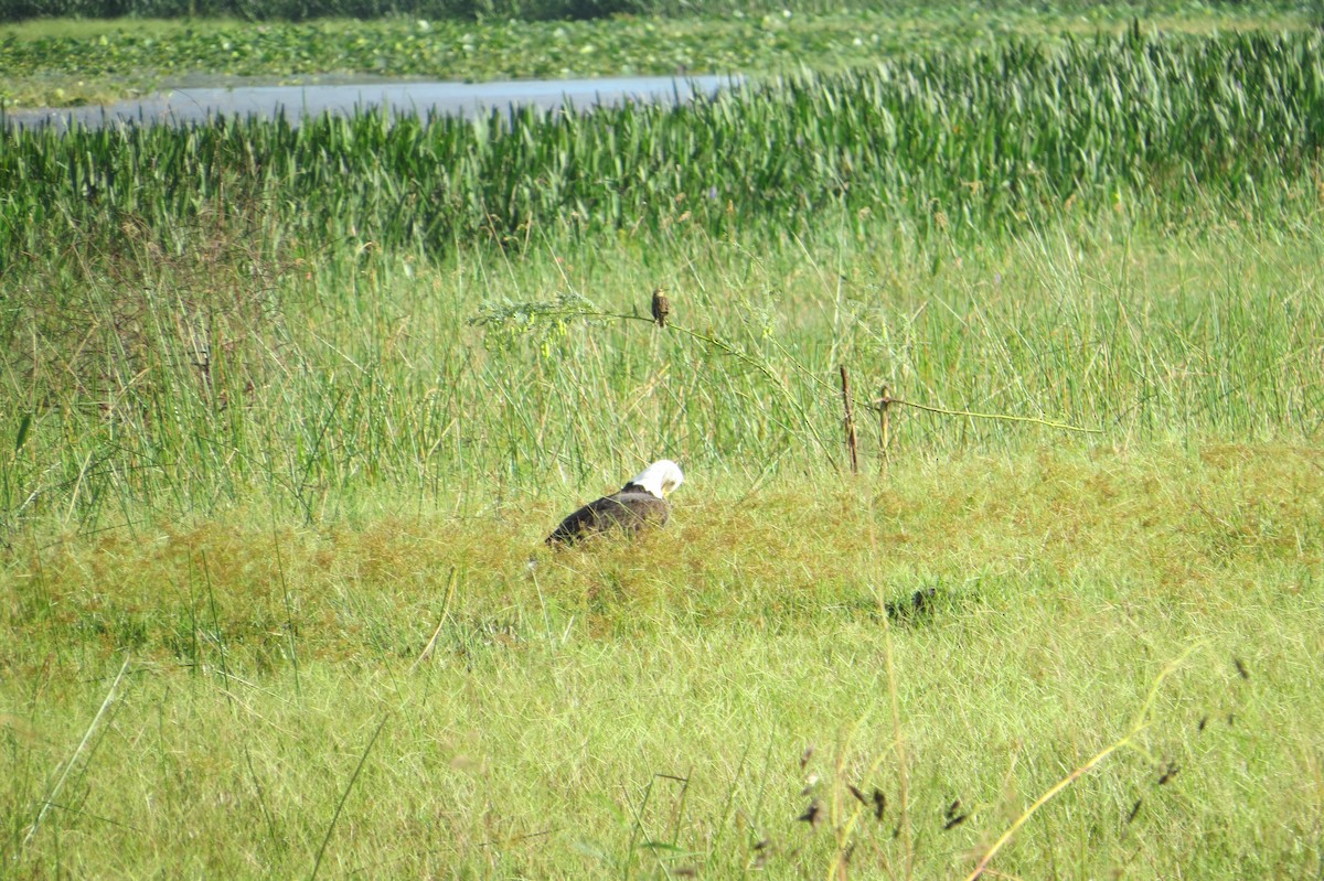 Bald Eagle - ML644620426