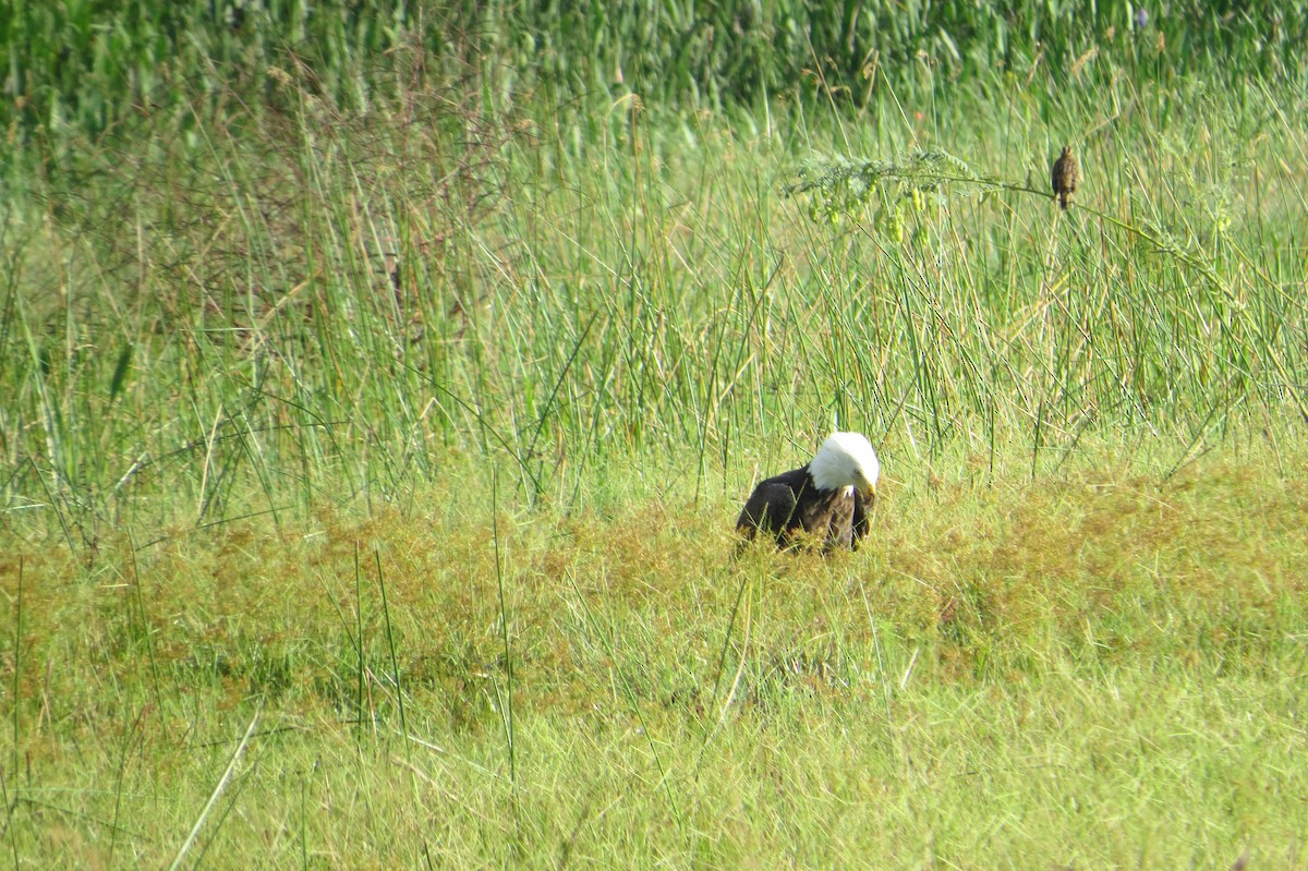 Bald Eagle - ML644620427