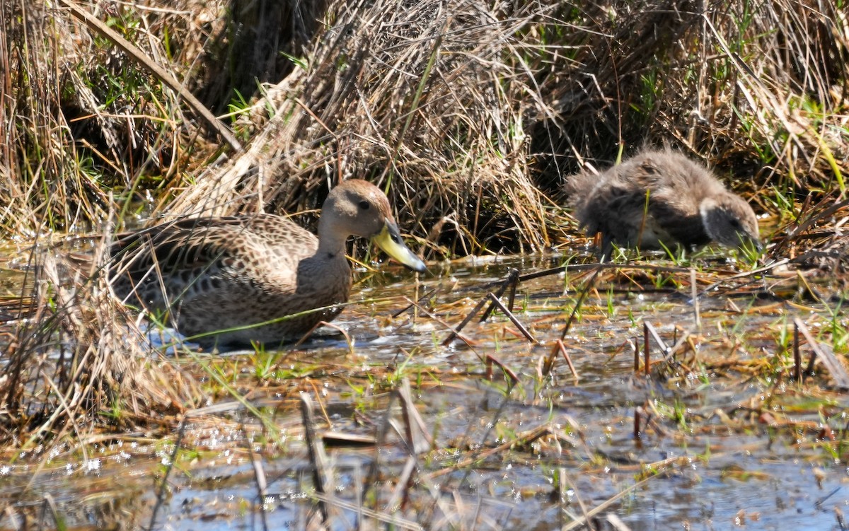Yellow-billed Pintail - ML644620428