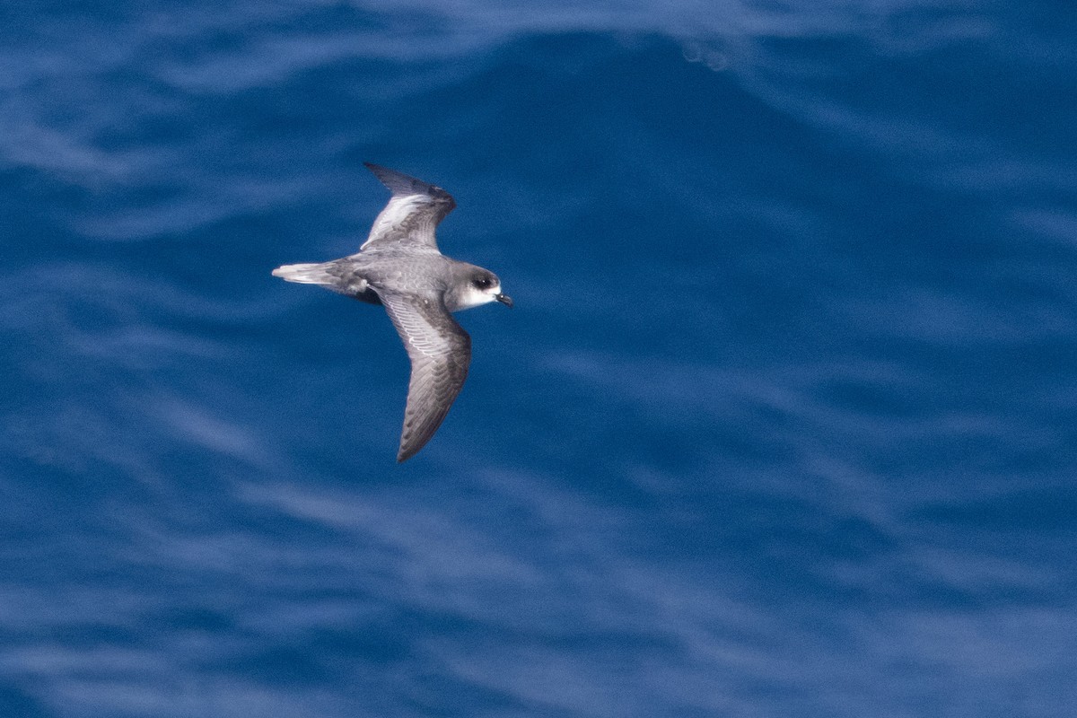 Gri Karınlı Fırtınakuşu - ML644620450