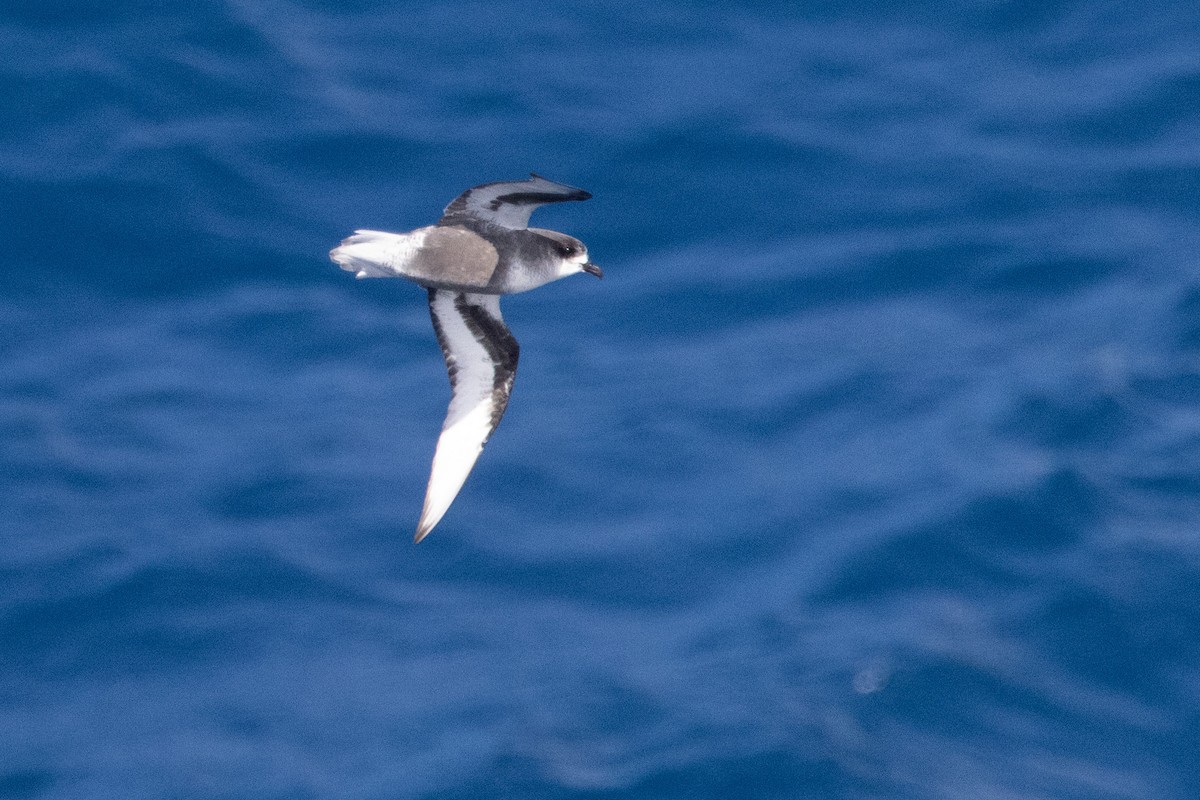 Gri Karınlı Fırtınakuşu - ML644620451