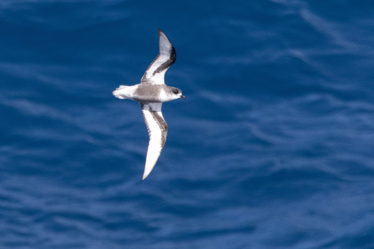 Gri Karınlı Fırtınakuşu - ML644620452