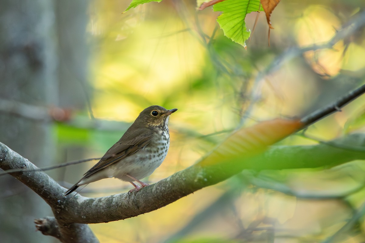 Swainson's Thrush - ML644620461