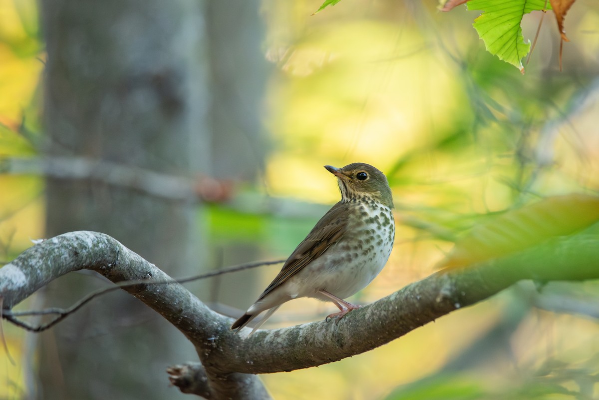 Swainson's Thrush - ML644620462