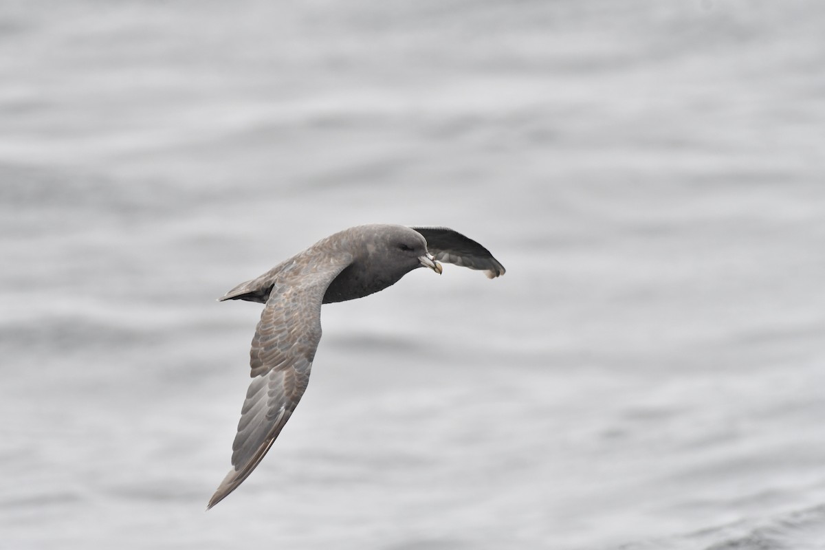 סערון שחפי - ML644620476