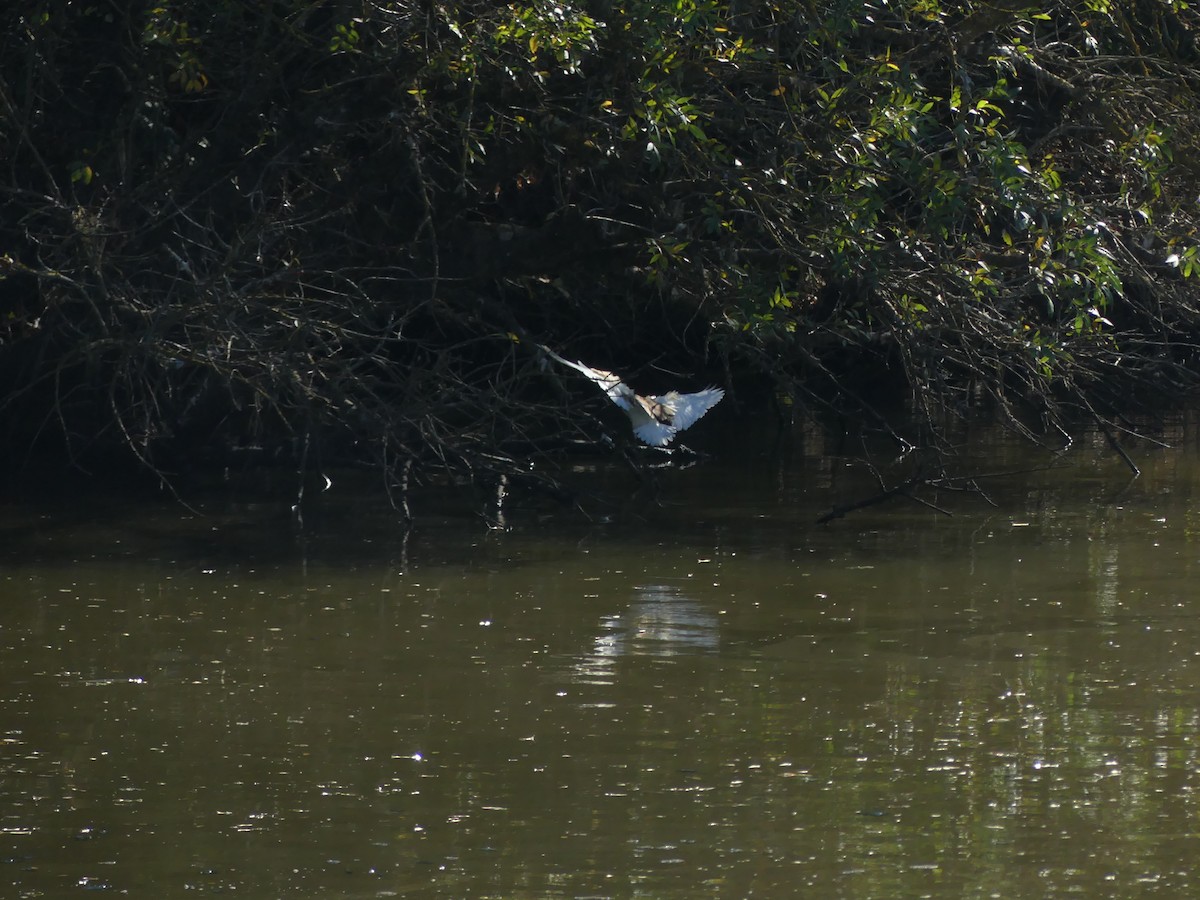 カンムリサギ - ML644620481