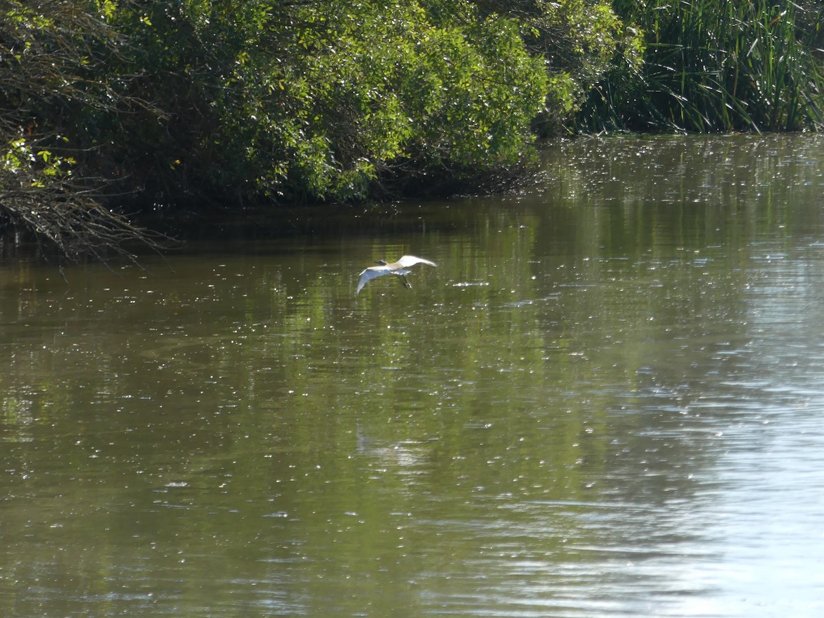 カンムリサギ - ML644620483
