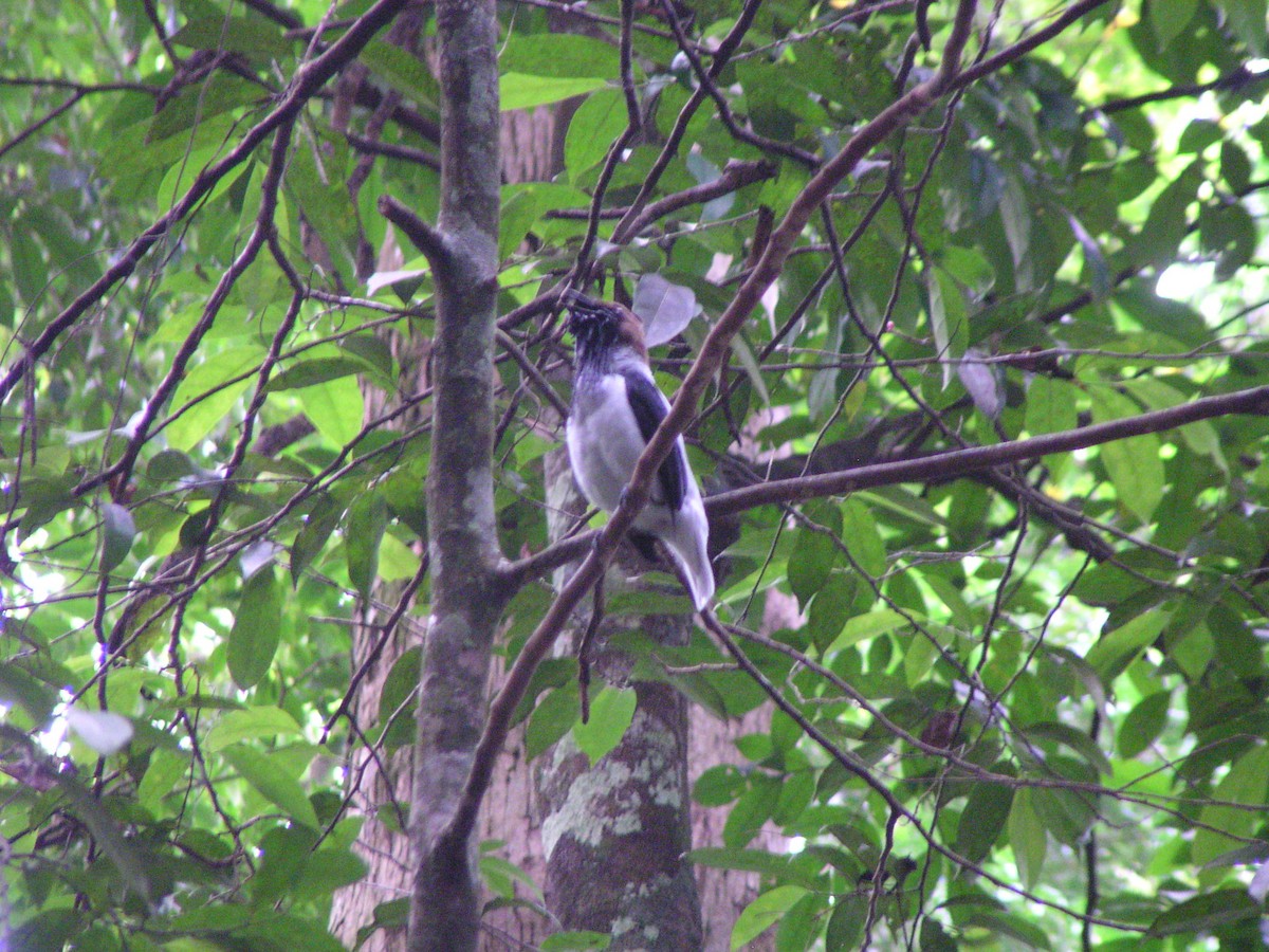Bearded Bellbird - ML644620486