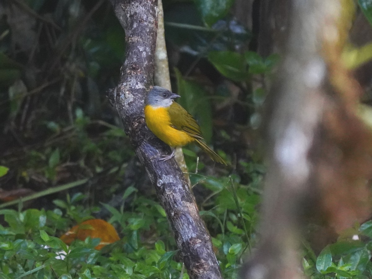 gråhodetanagar - ML644620498