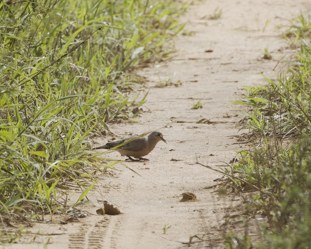 Emerald-spotted Wood-Dove - ML644620506