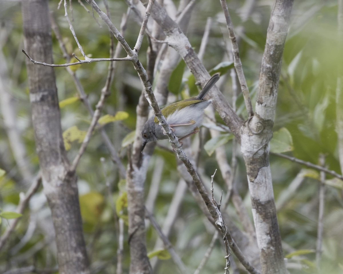 Green-backed Camaroptera - ML644620511