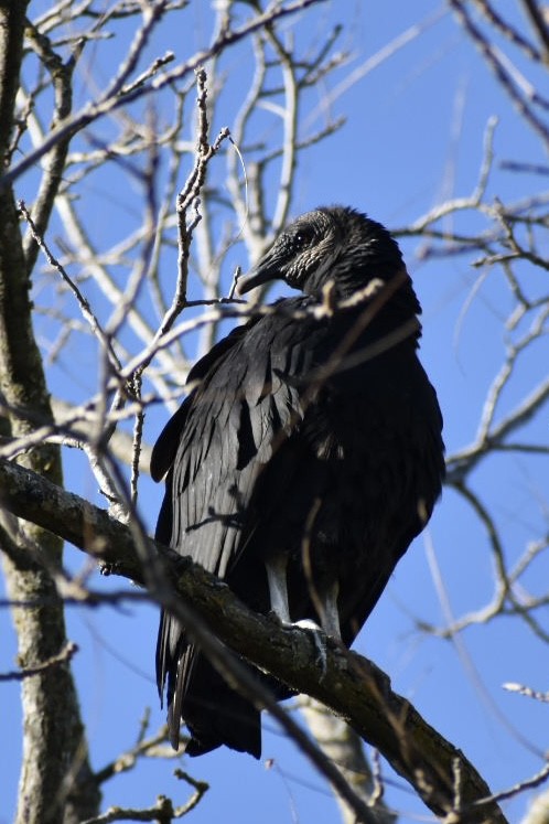 Black Vulture - ML644620512