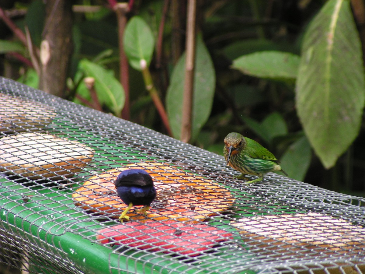 Purple Honeycreeper - ML644620515