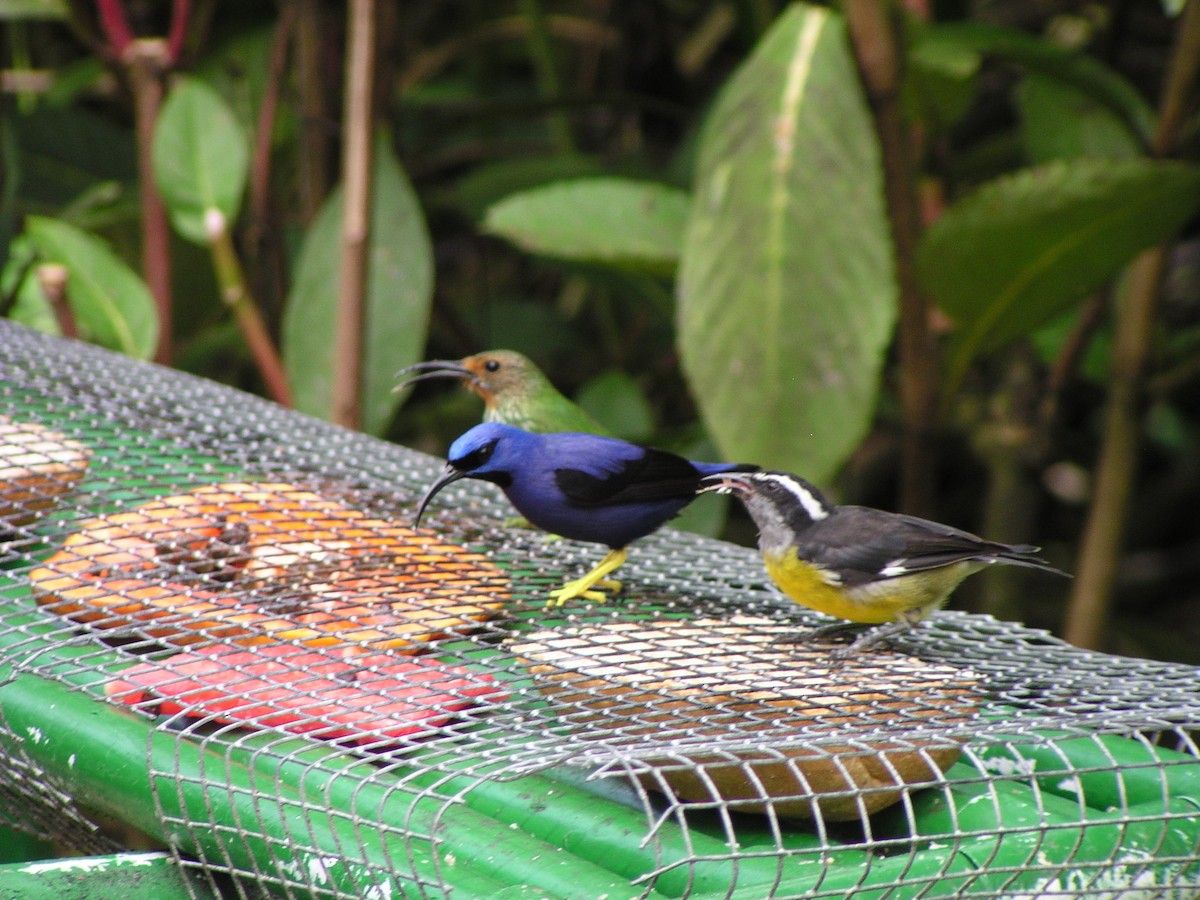 Purple Honeycreeper - ML644620516