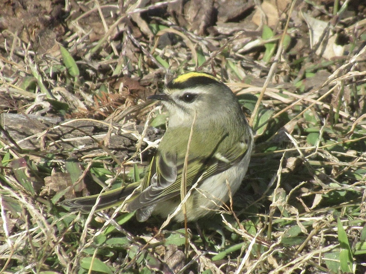 Golden-crowned Kinglet - ML644620537