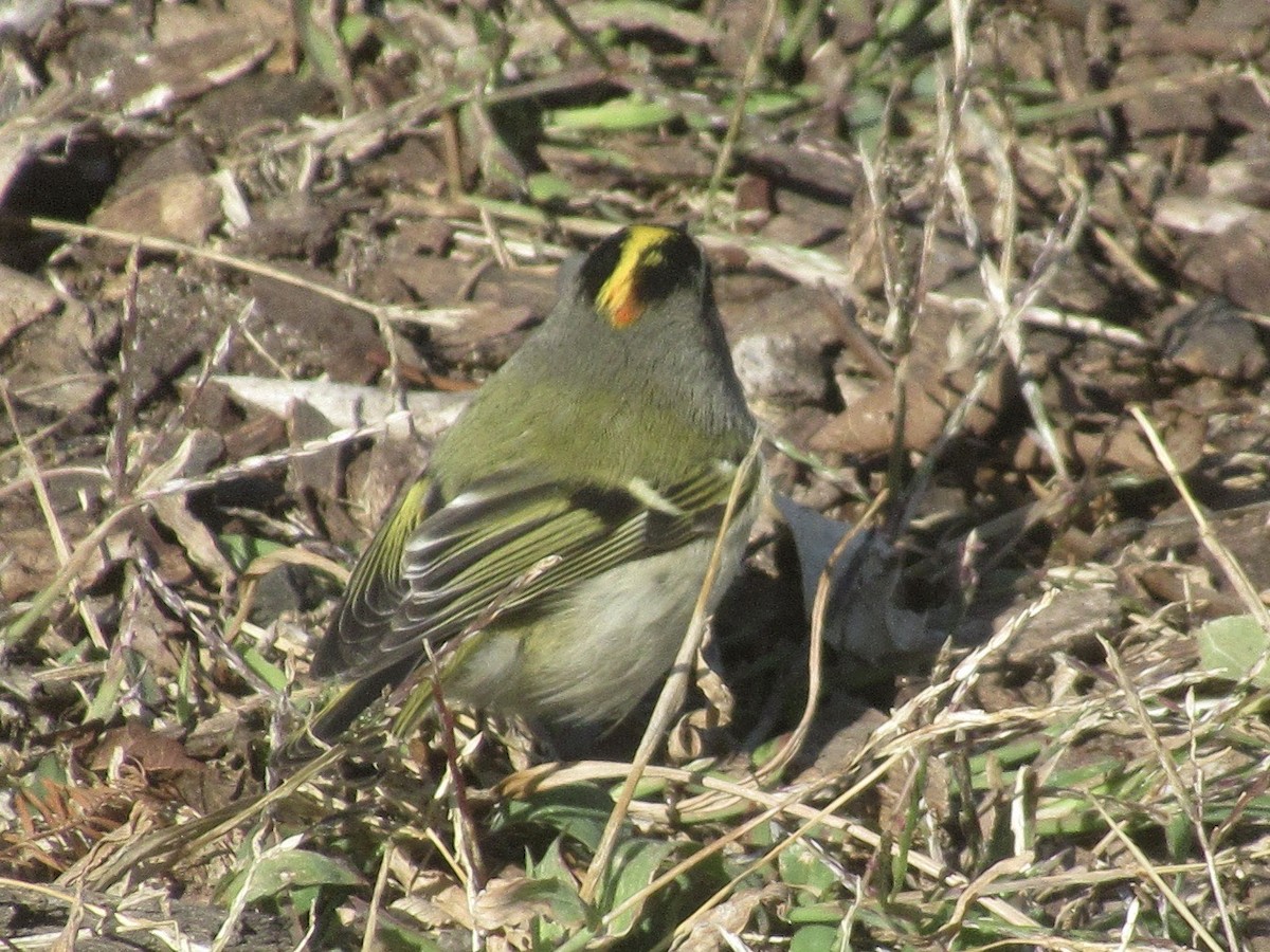 Golden-crowned Kinglet - ML644620539