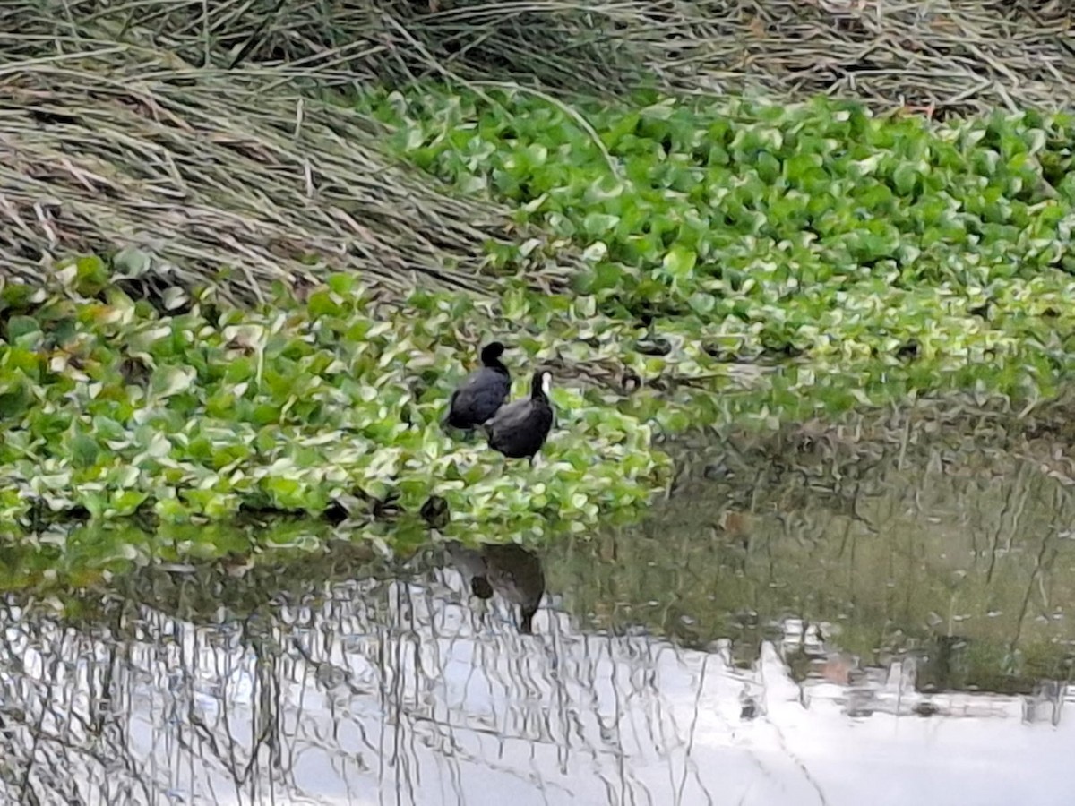 Common Gallinule - ML644620543