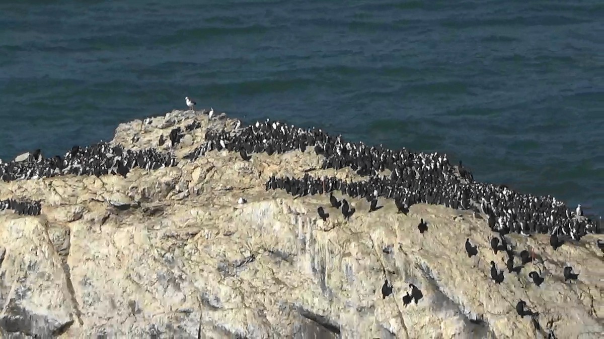 Brandt's Cormorant - ML644620544