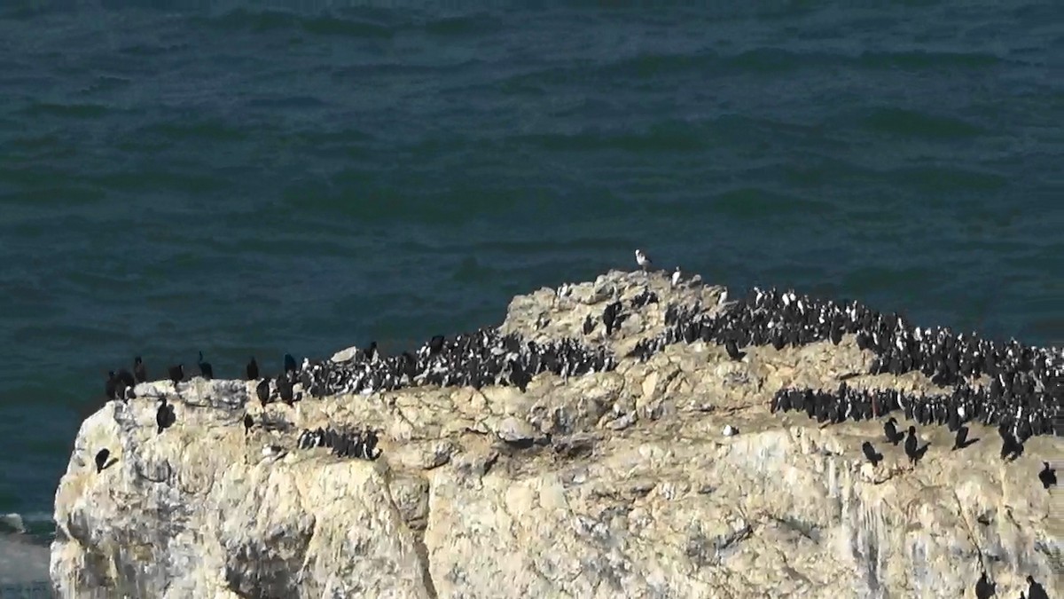 Brandt's Cormorant - ML644620545