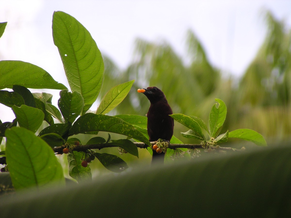 Silver-beaked Tanager - ML644620546