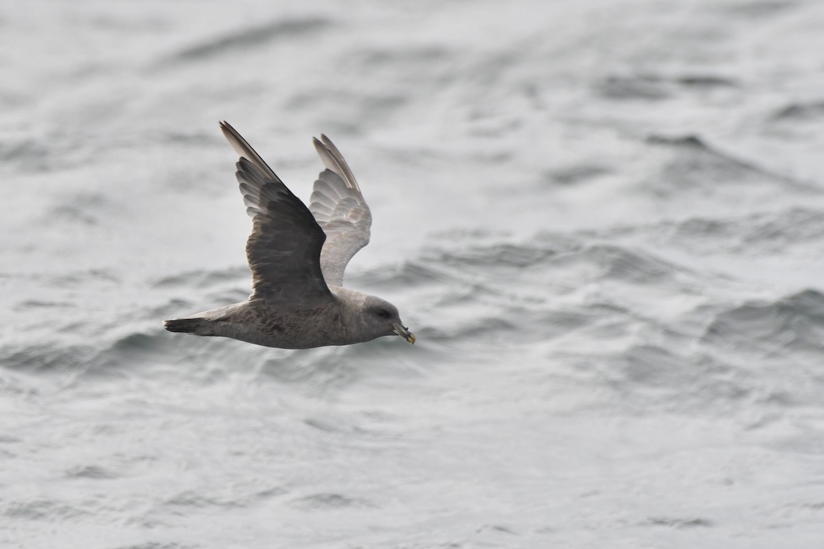 סערון שחפי - ML644620553
