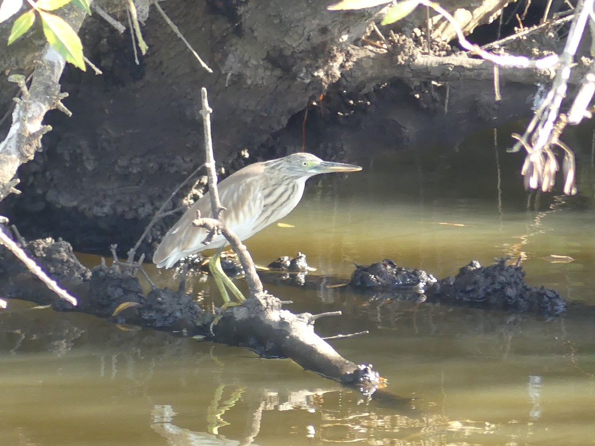 カンムリサギ - ML644620555
