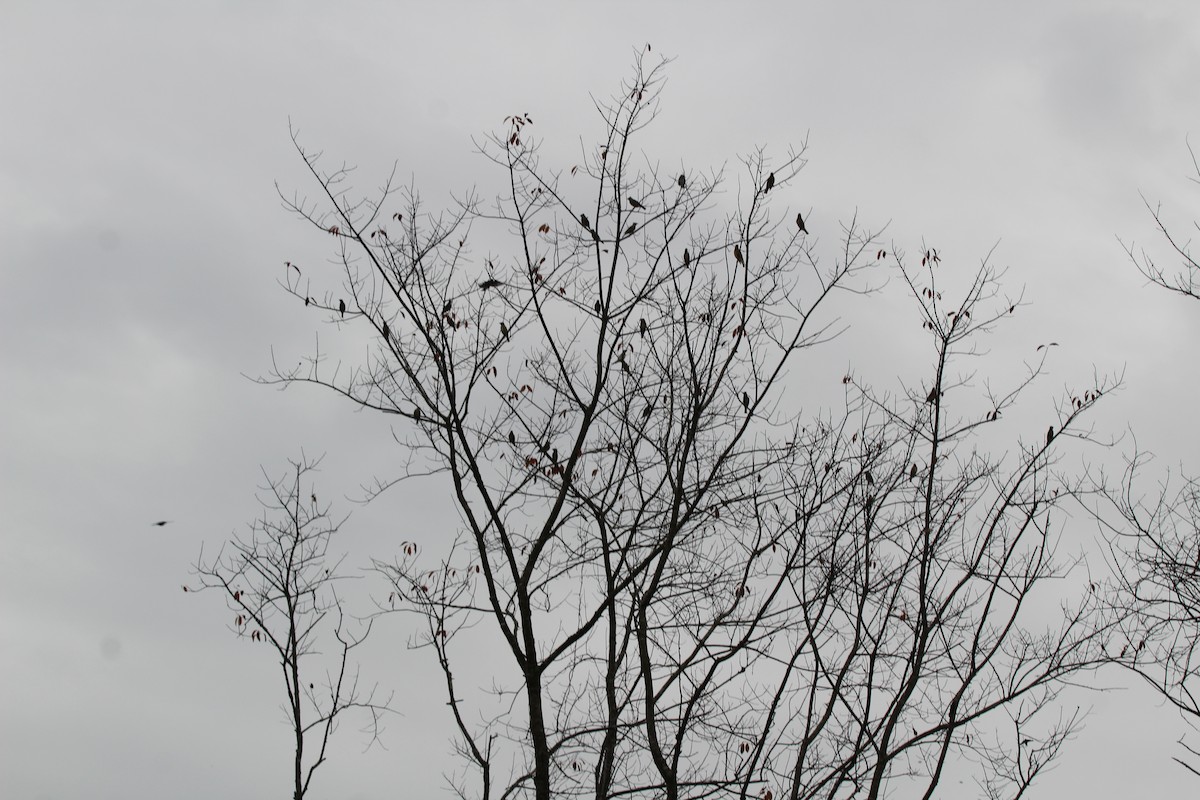 Sedir İpekkuyruğu - ML644620559