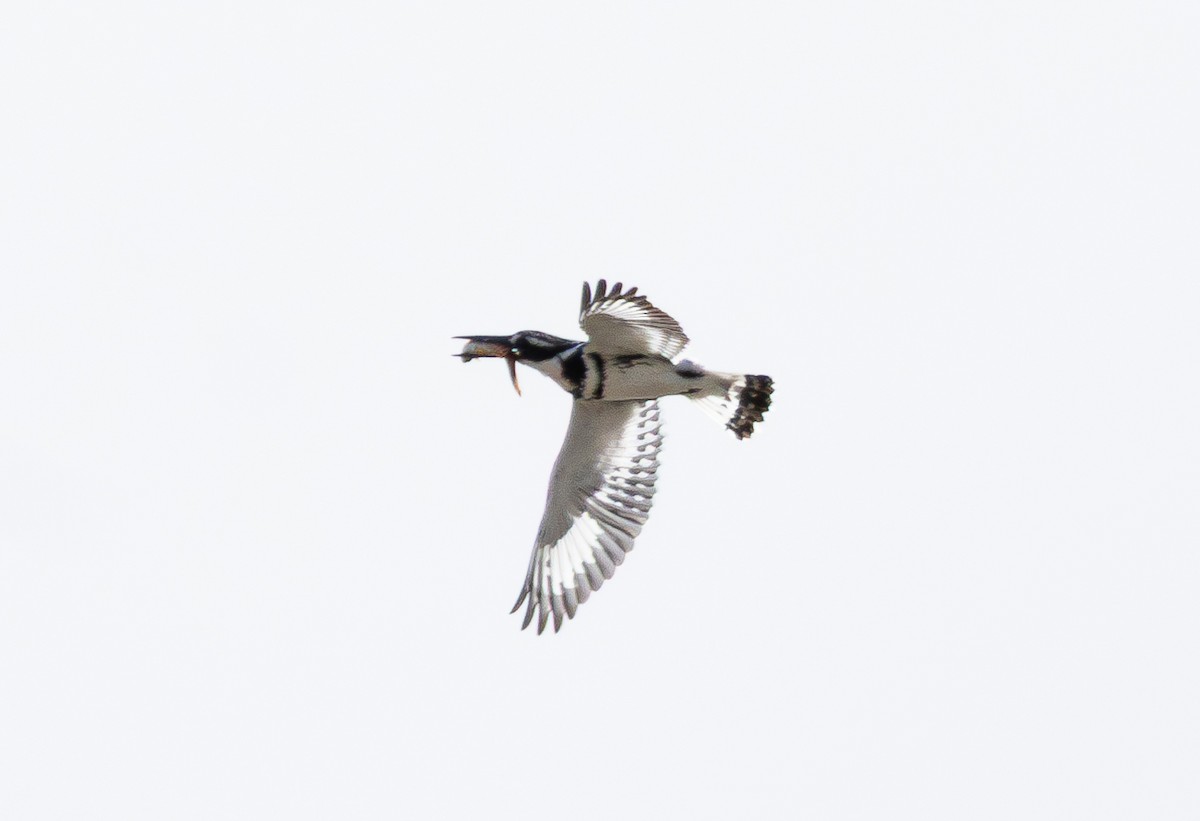 Alaca Yalıçapkını - ML644620566