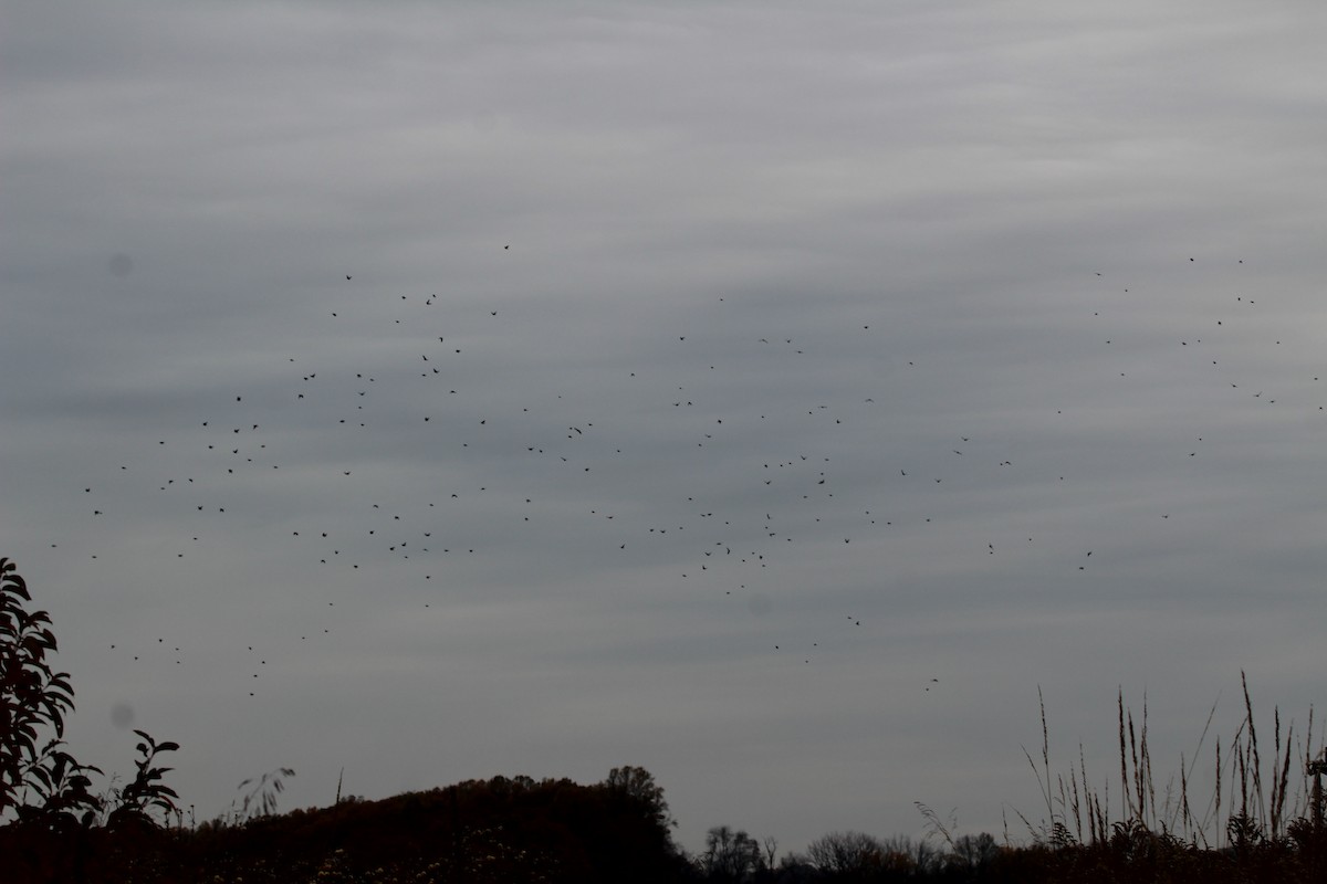 Sedir İpekkuyruğu - ML644620567