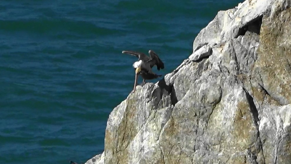 pelikán hnědý - ML644620571