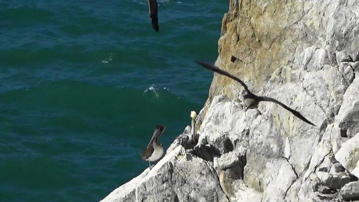 pelikán hnědý - ML644620572