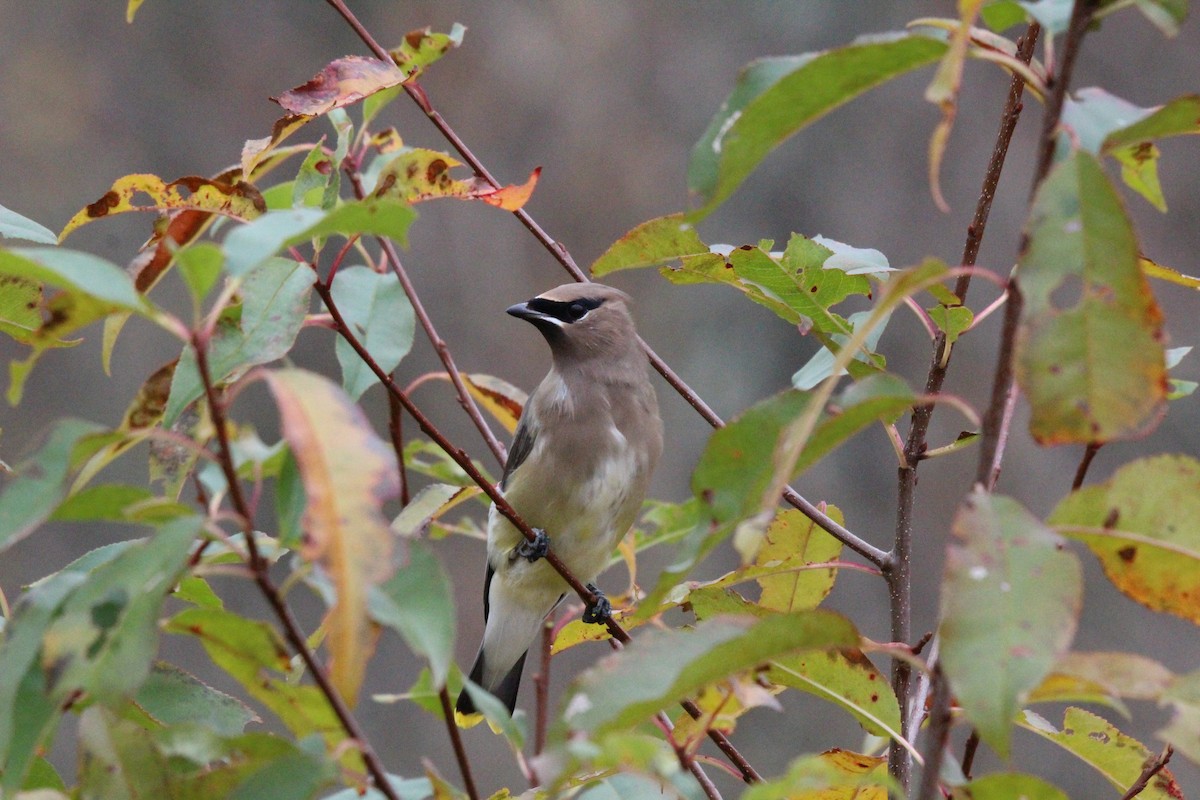Sedir İpekkuyruğu - ML644620581
