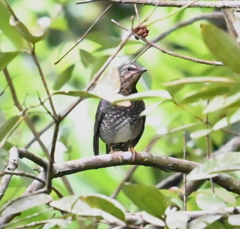 Siberian Thrush - ML644620583