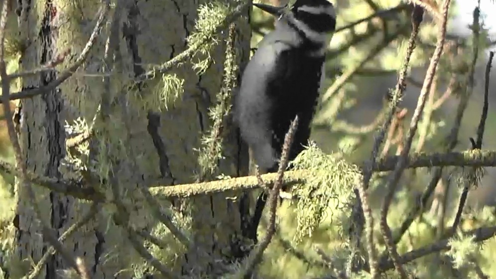 strakapoud americký - ML644620589