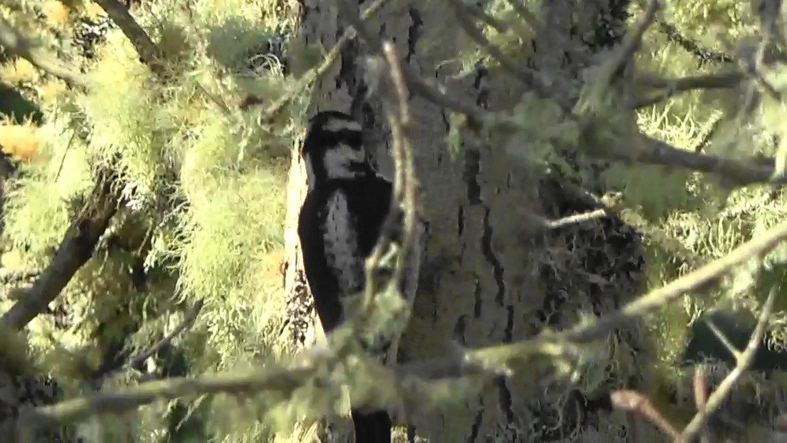 strakapoud americký - ML644620590