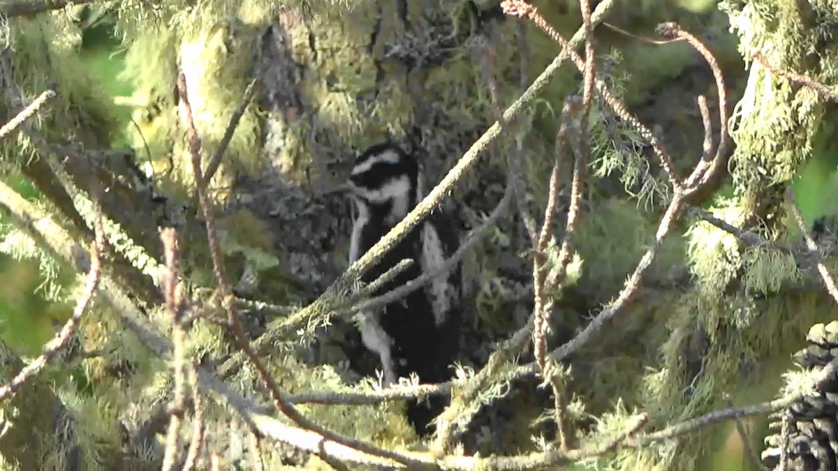 strakapoud americký - ML644620591