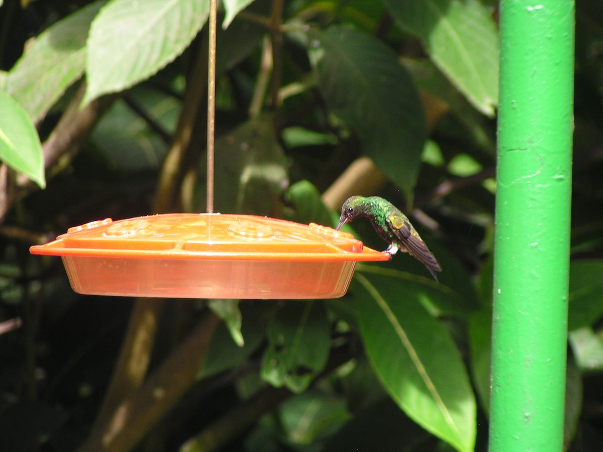 Copper-rumped Hummingbird - ML644620592