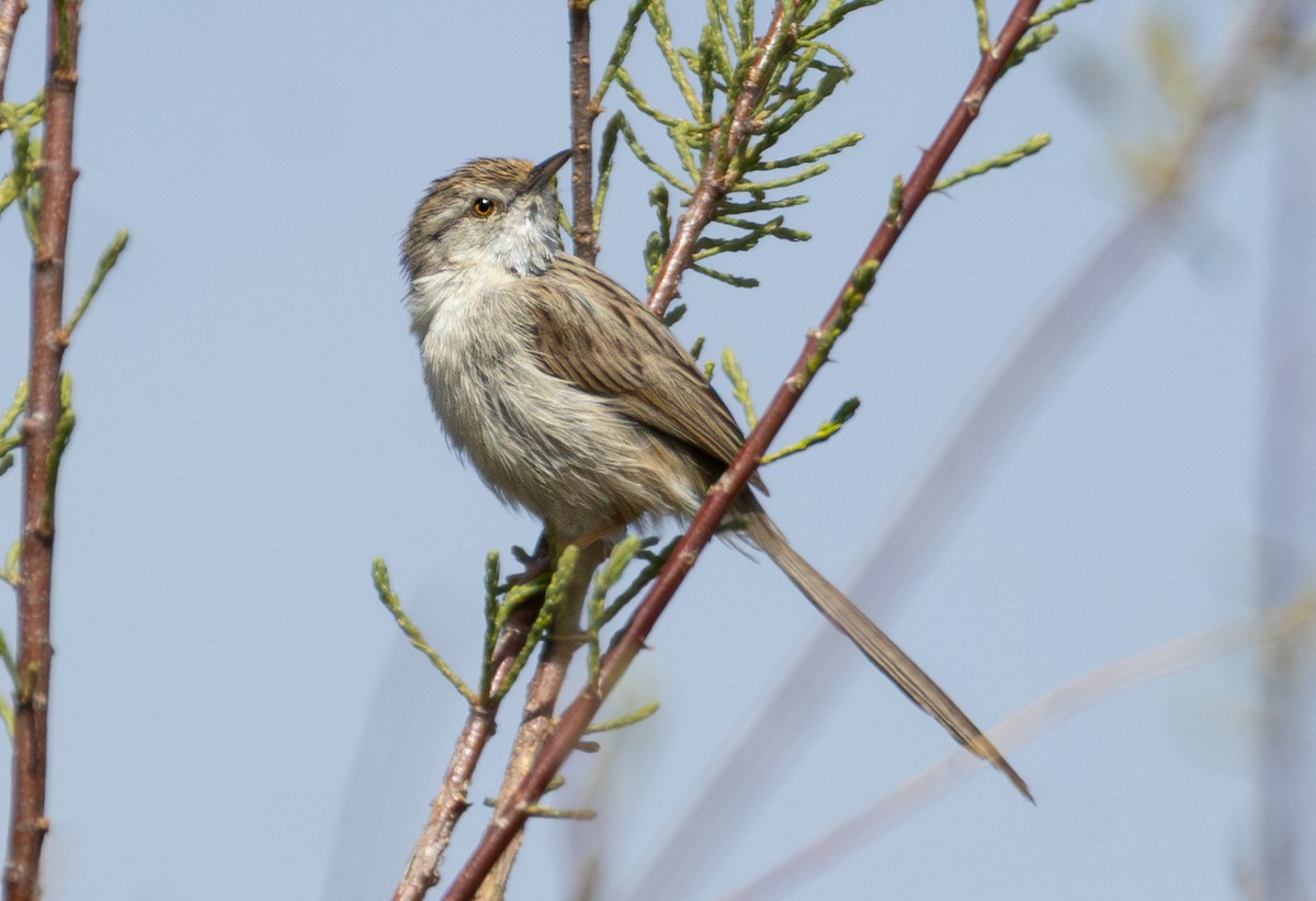 Asya Dik Kuyruklu Ötleğeni - ML644620598