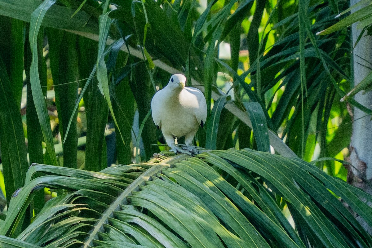 Torresian Imperial-Pigeon - ML644620602